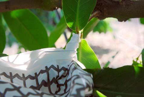 蓮霧套袋時應確保縮口完全，減少雨水滲入