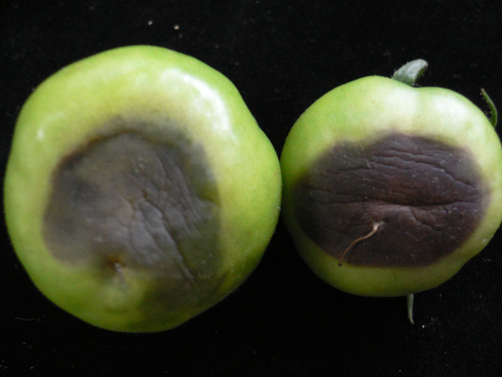 番茄晚疫病造成的果實病徵