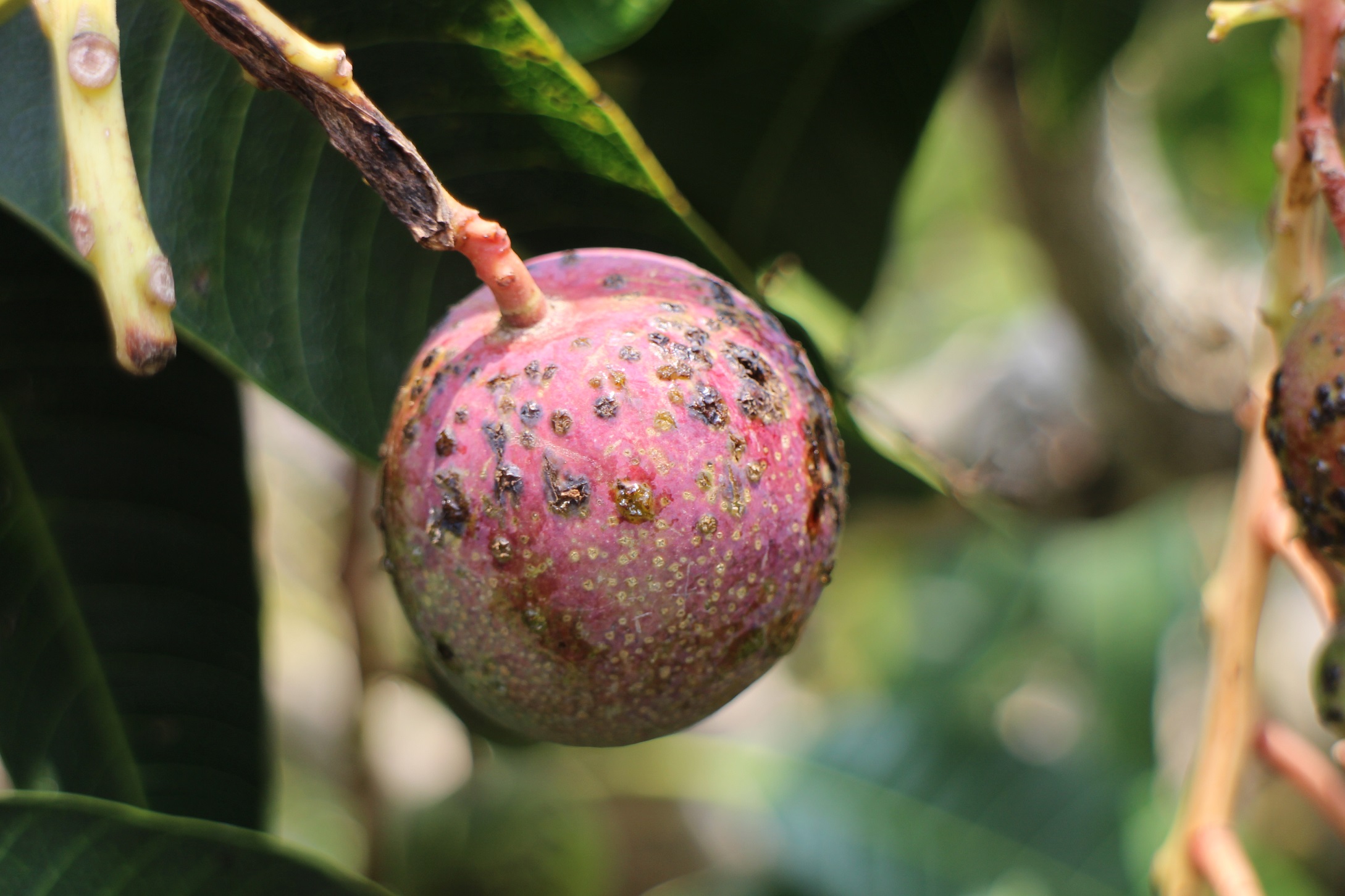 芒果黑斑病之後期病斑會龜裂並流膠