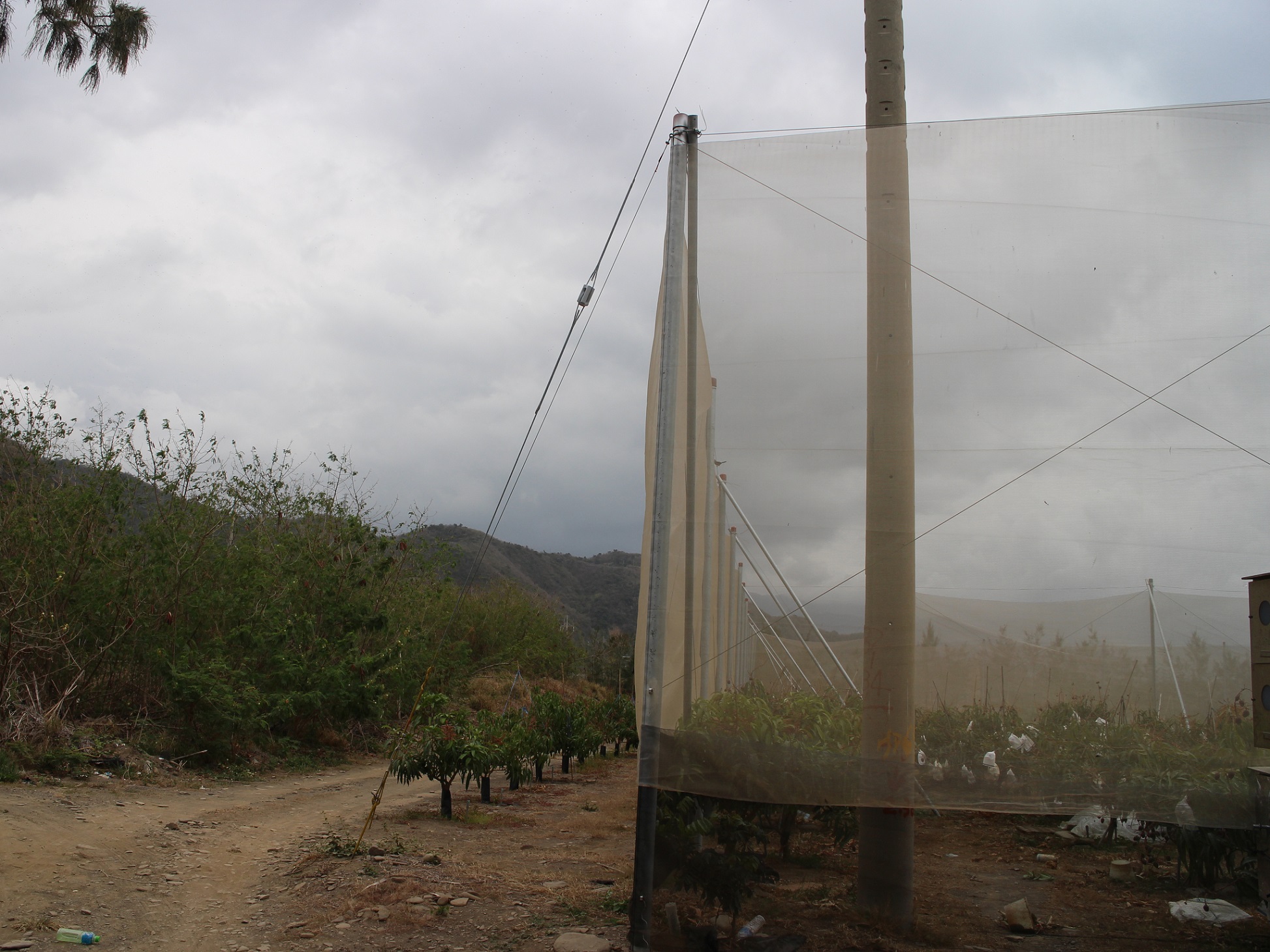 於受風面架設防風網可有效減少黑斑病發生