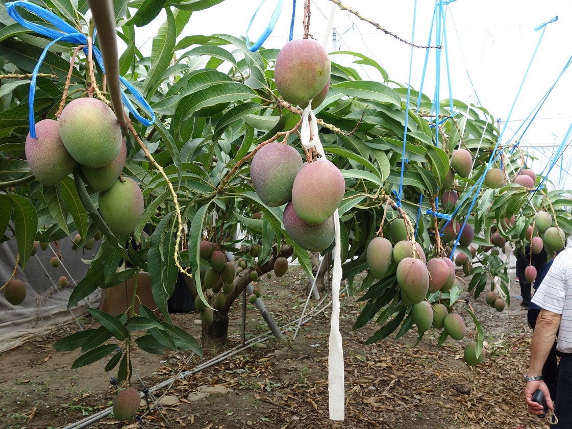 網室栽培也有降低芒果黑斑病發生的效果