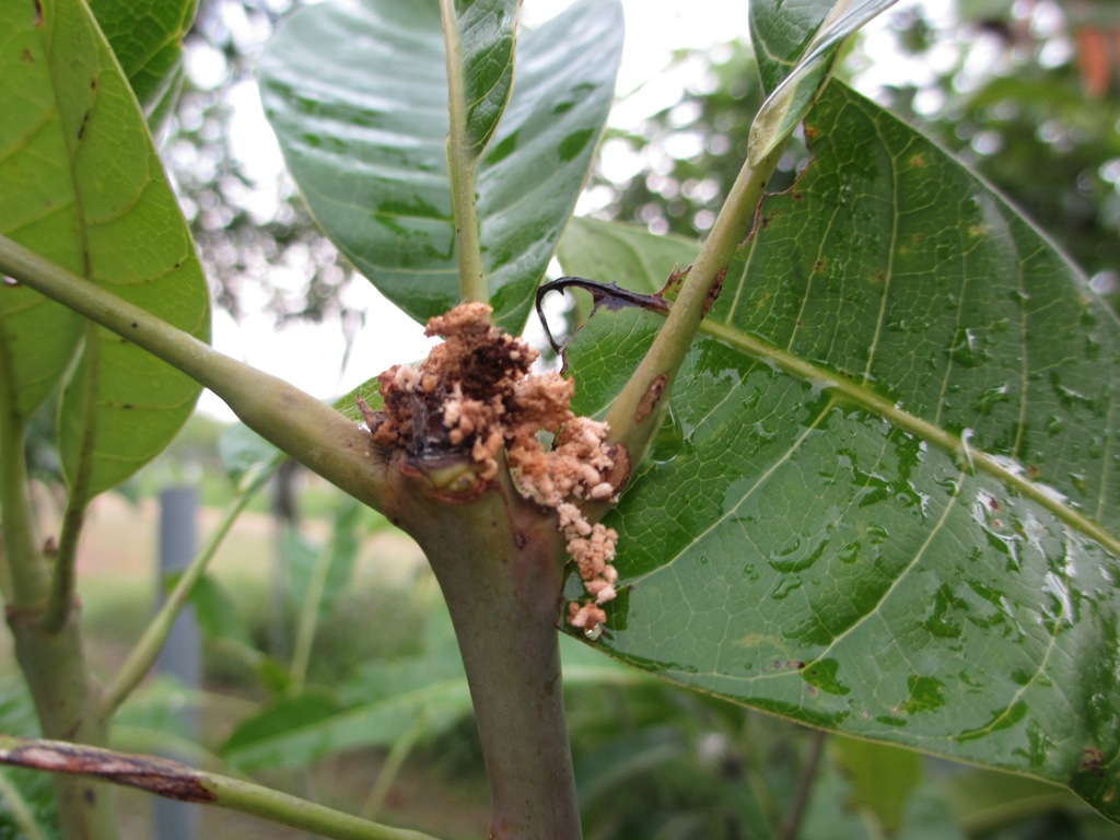 芒果螟蛾蛀食新梢
