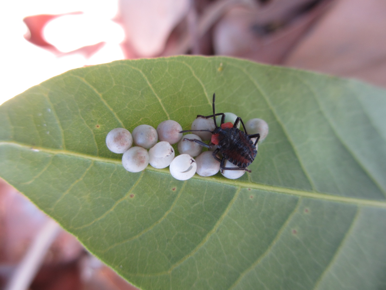 荔枝椿象的卵及剛孵化的若蟲