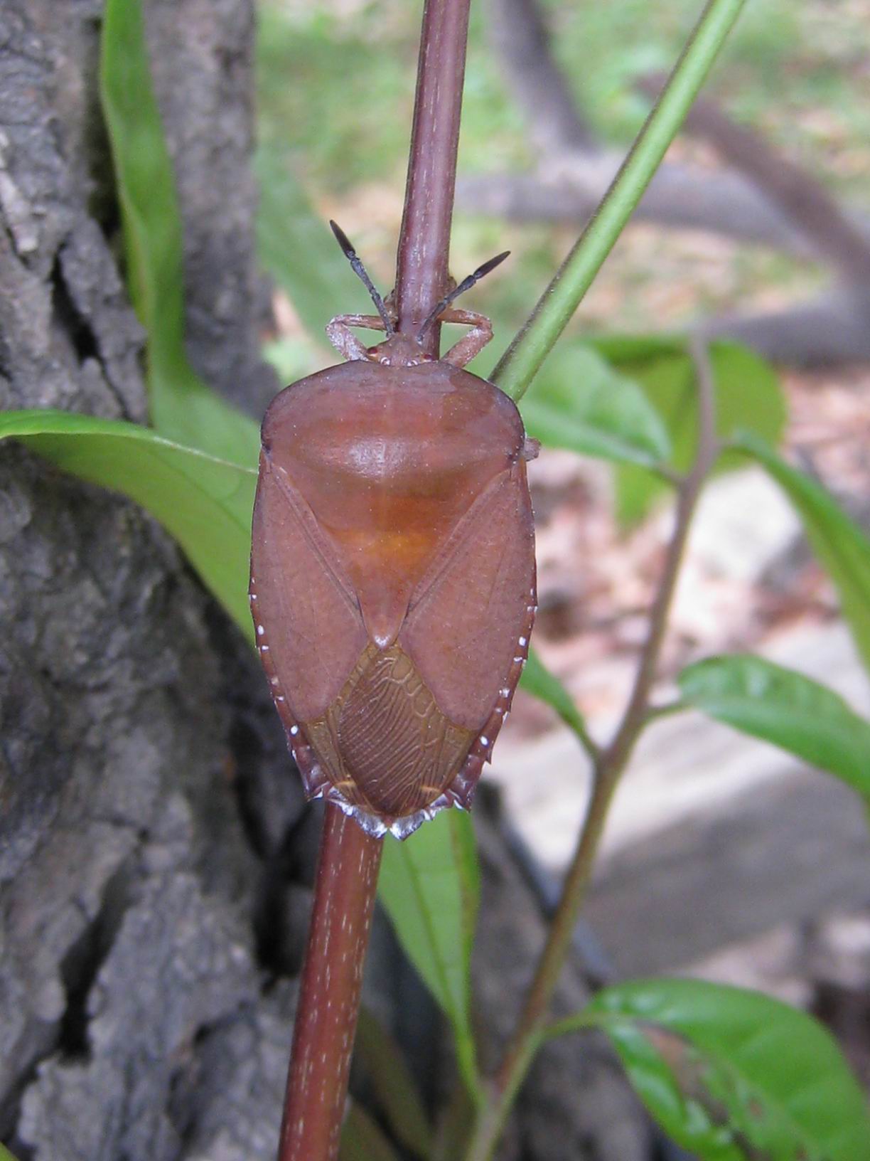 成蟲體背呈褐色