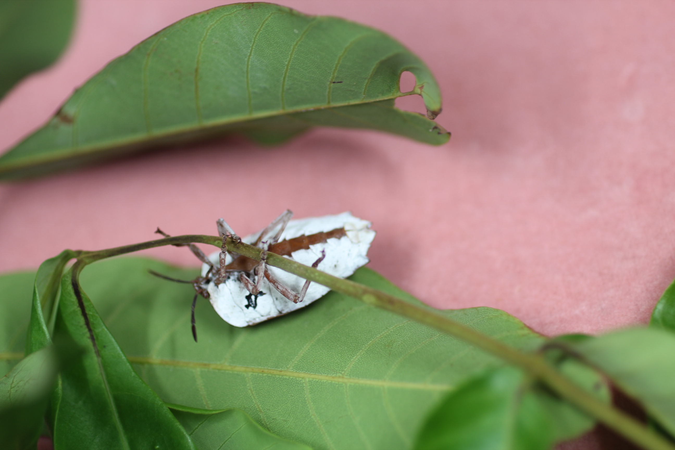 成蟲體腹部呈白色