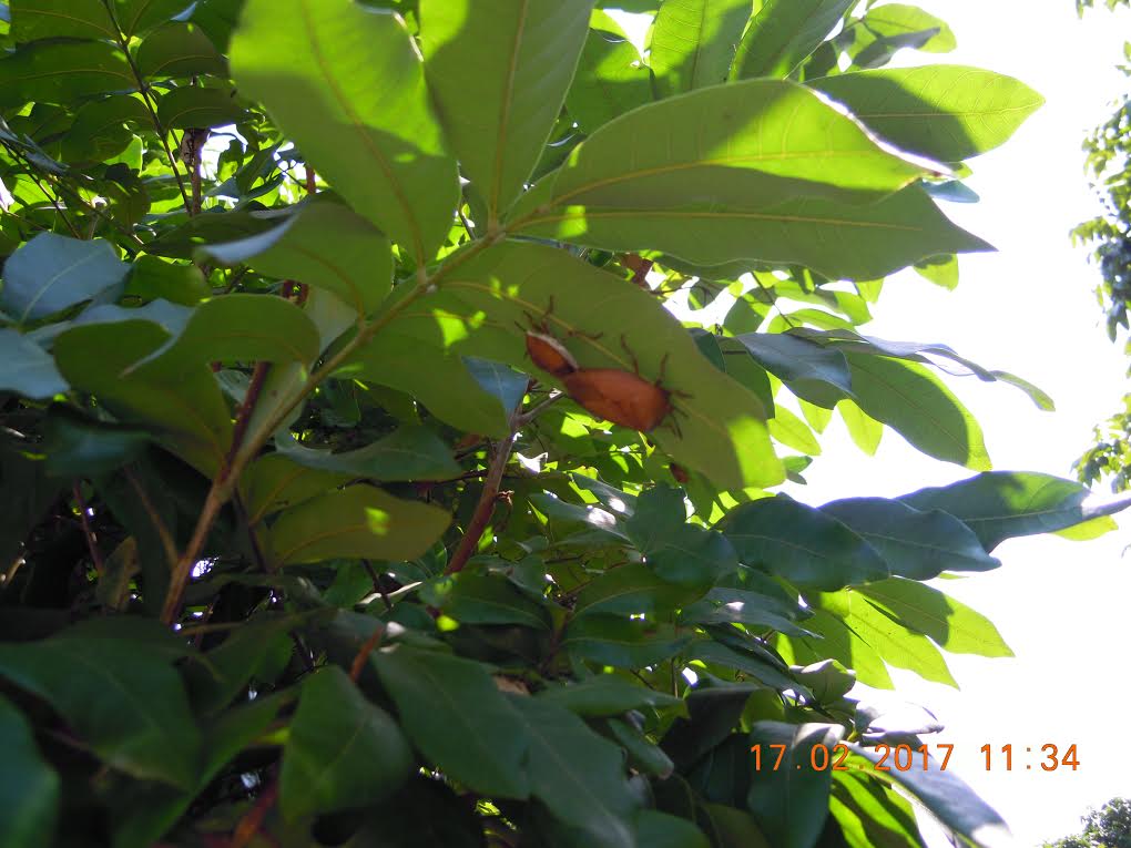 龍眼葉背正在交配之荔枝椿象