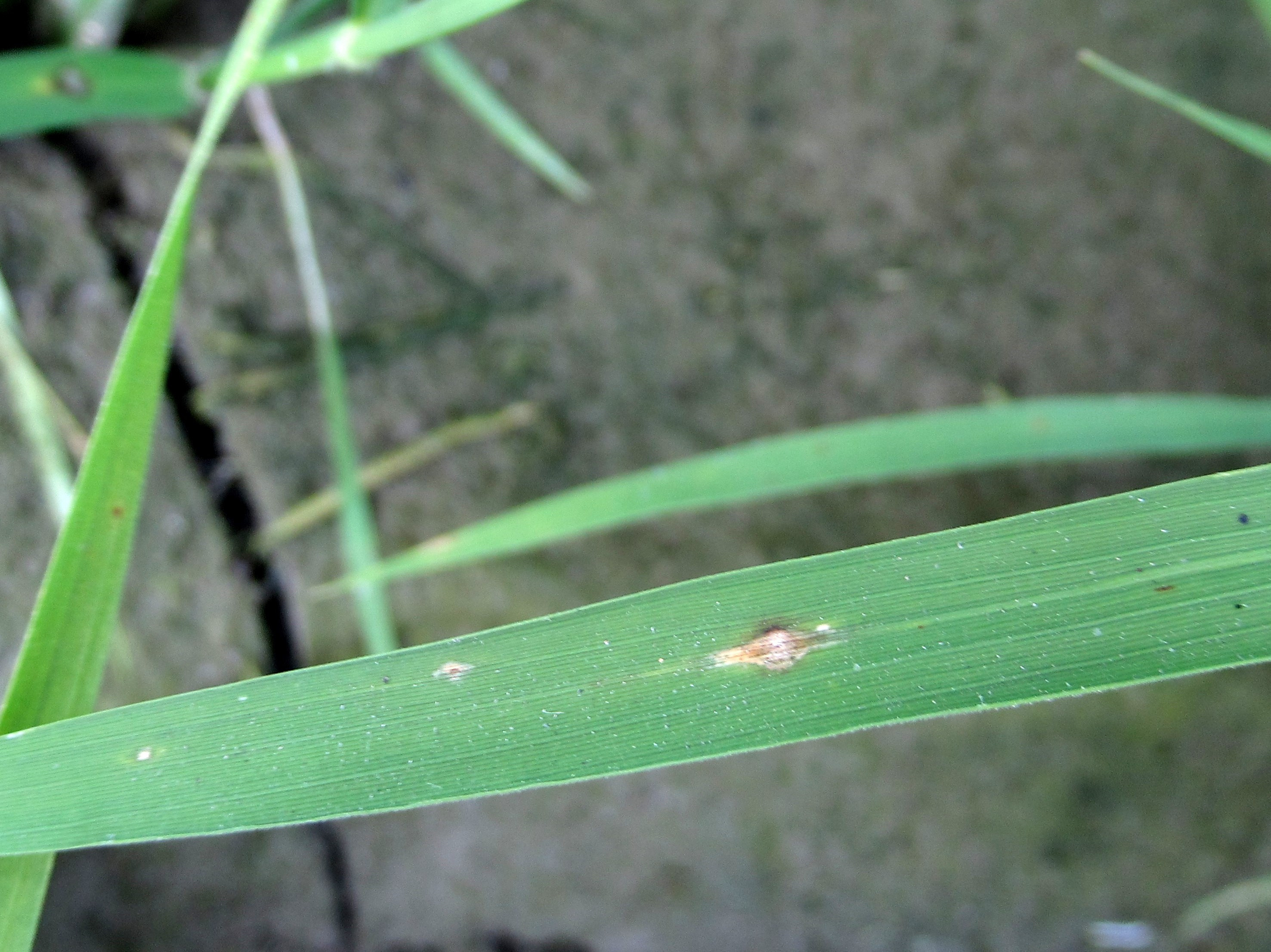 高屏地區之水稻已陸續進入分蘗盛期，稻熱病已開始零星發生