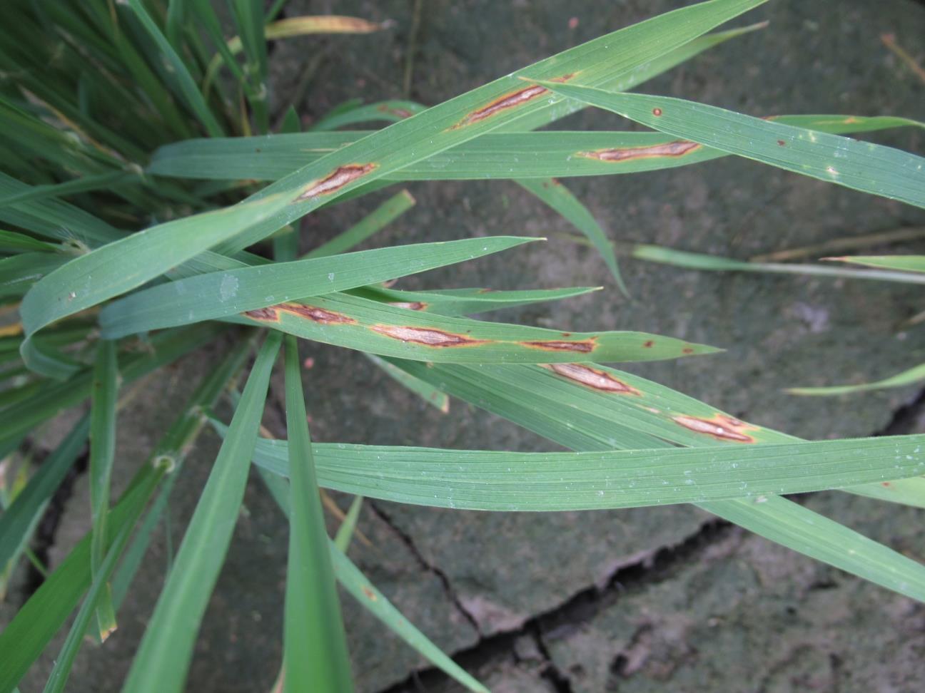 水稻葉稻熱病典型紡錘形病斑