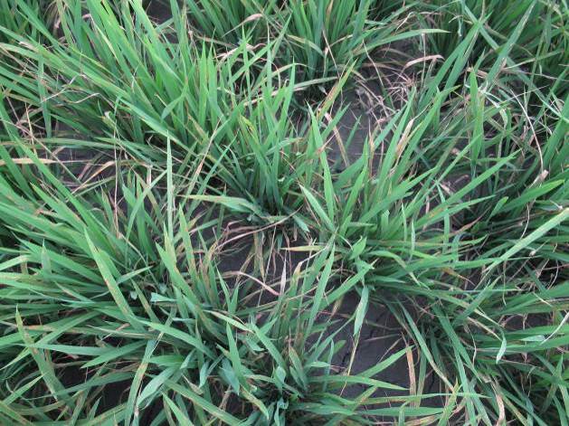 高屏地區部分水稻田已出現明顯稻熱病病徵