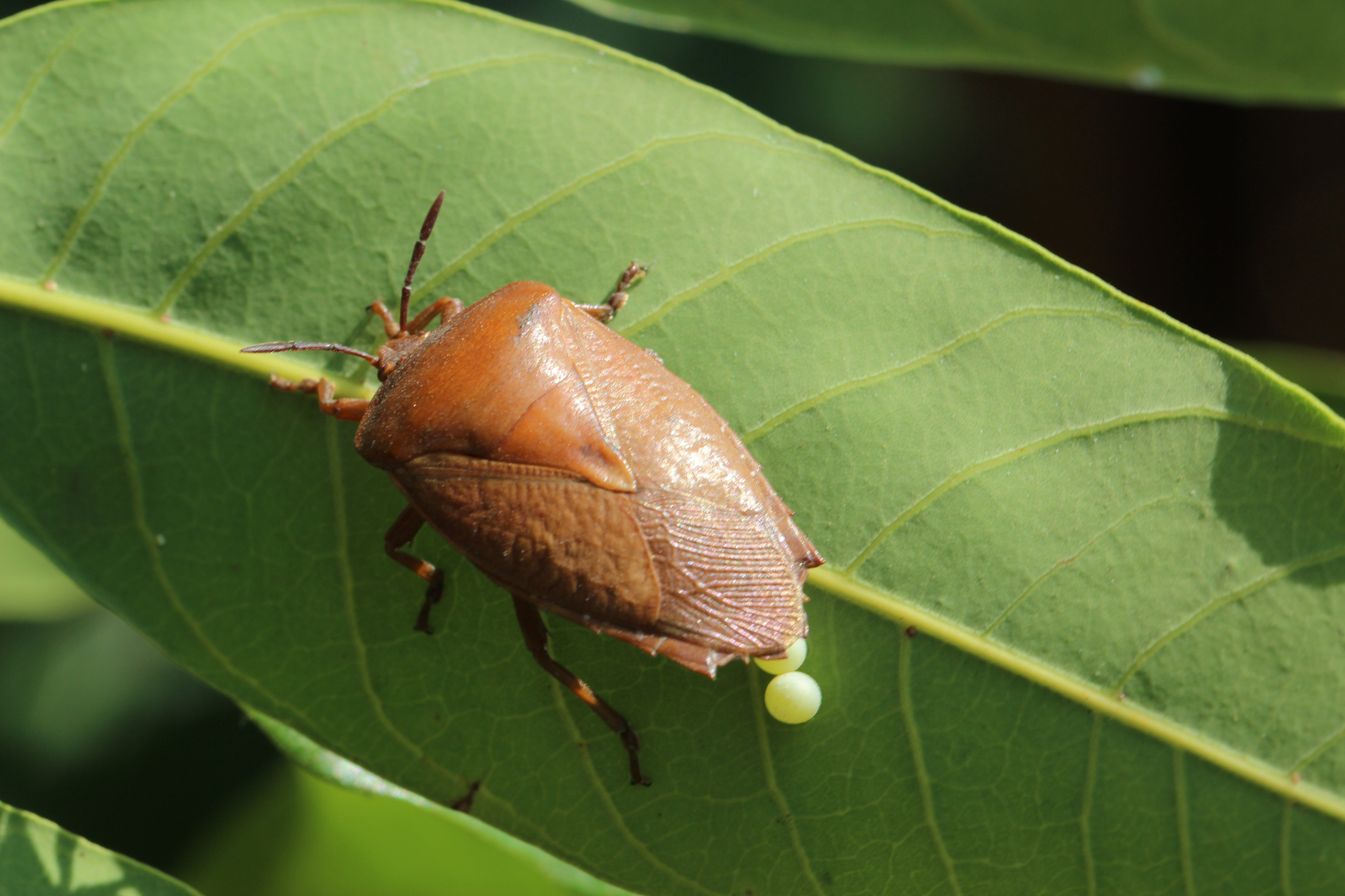成蟲體背呈紅褐色