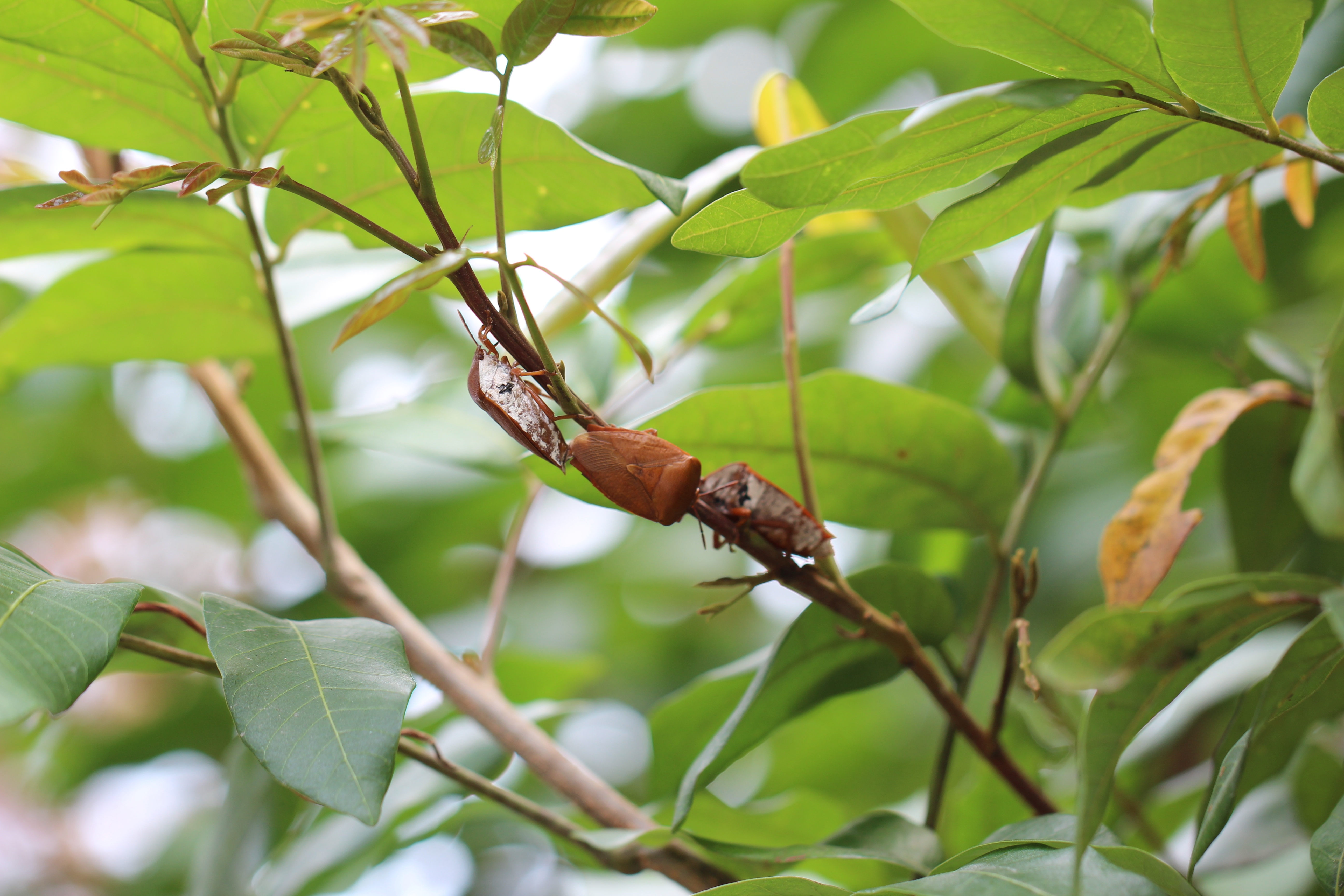 成蟲體腹部呈白色，喜群聚於向陽處嫩梢。