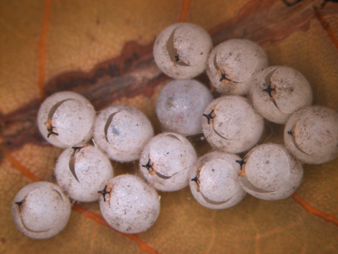 荔枝椿象孵化後的卵殼