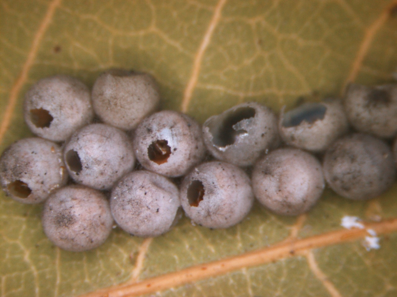 遭平腹小蜂寄生的卵殼