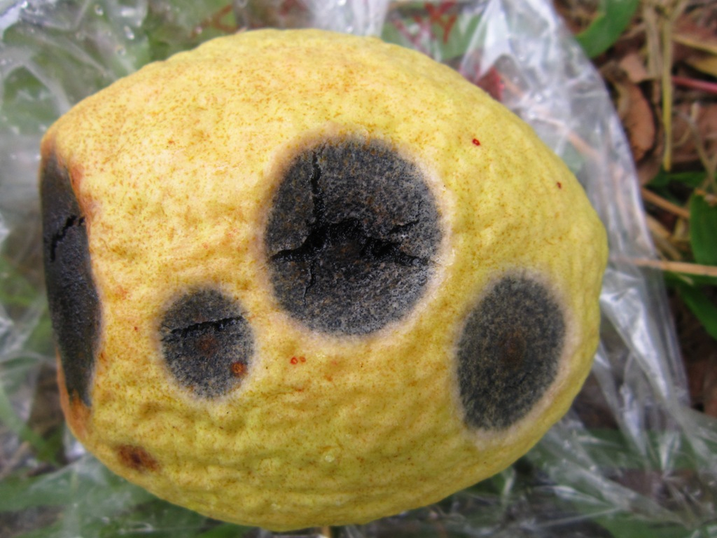 番石榴黑星病病斑表現凹陷，與健康果肉產生離層