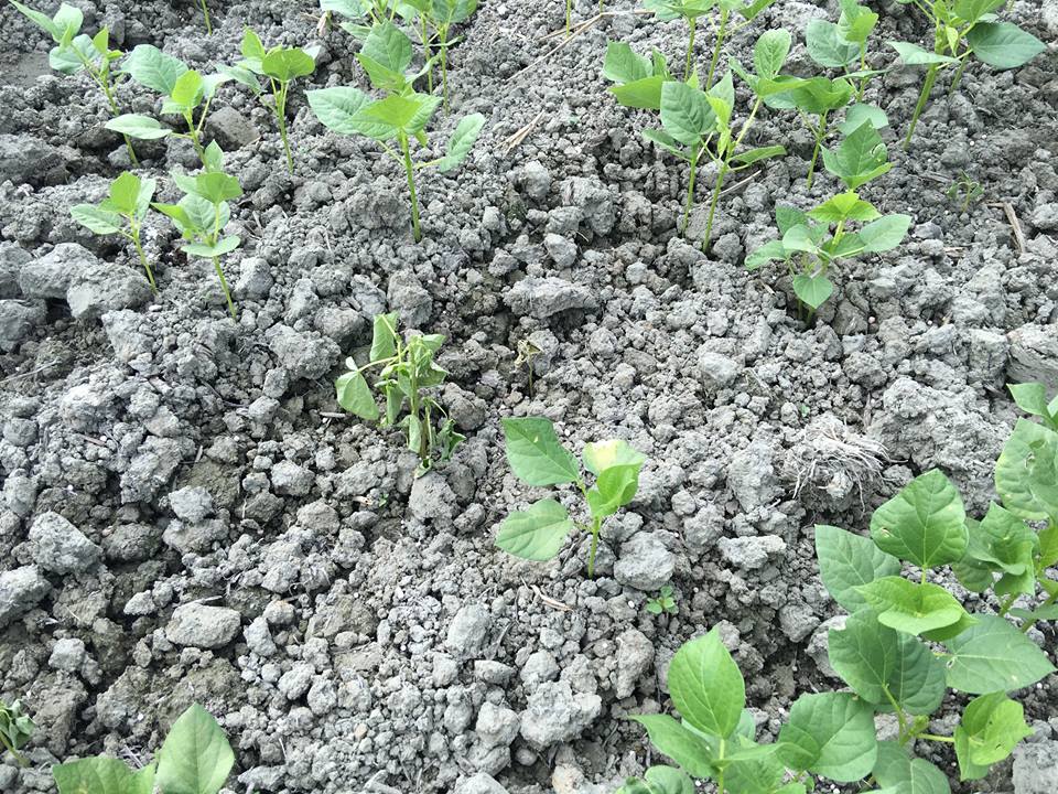 紅豆田區根腐病發病造成植株萎凋-2