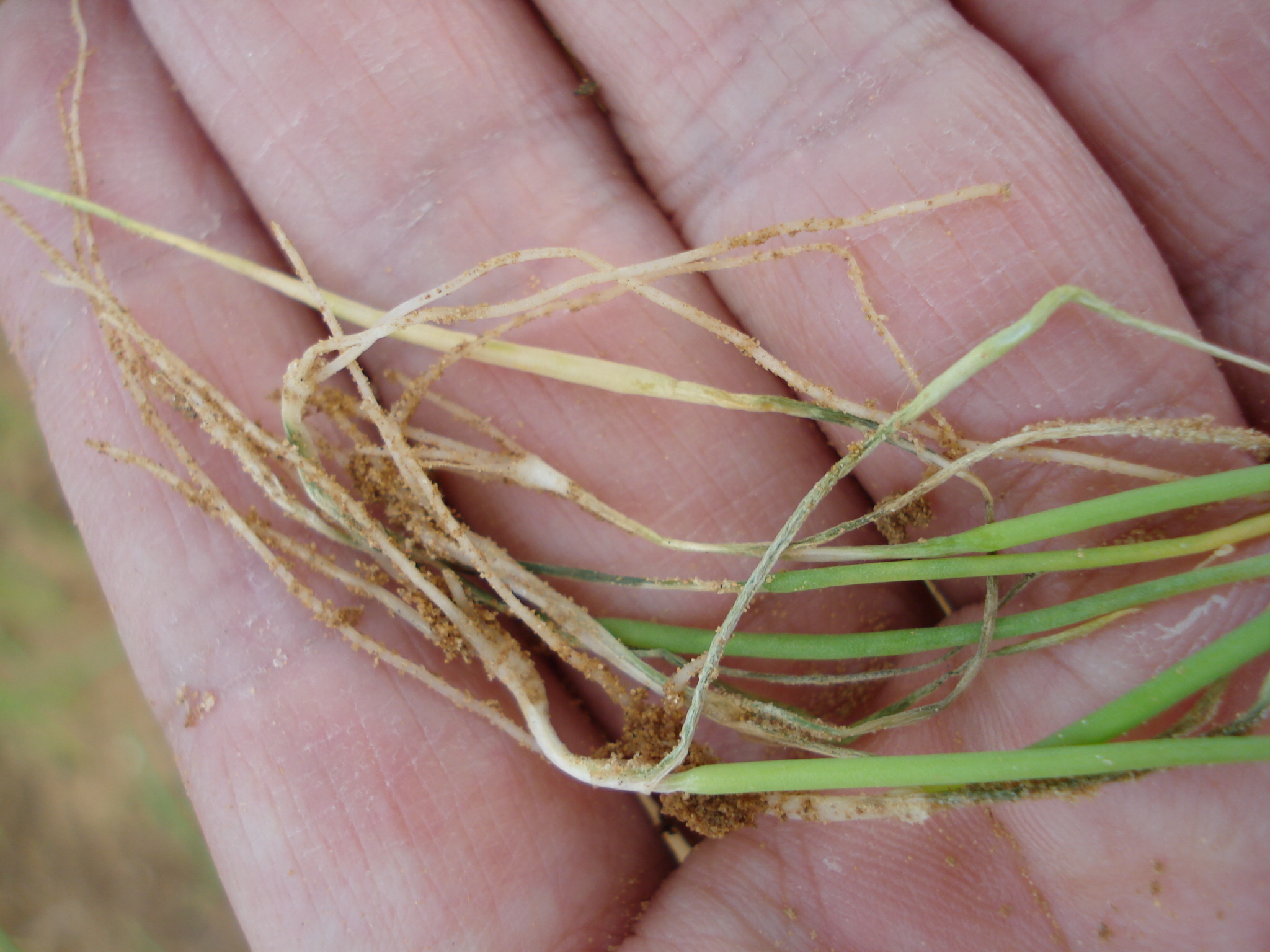 洋蔥苗感染軟腐病後，植株呈現水浸狀病徵並帶有臭味。(黃祥益副研究員提供)
