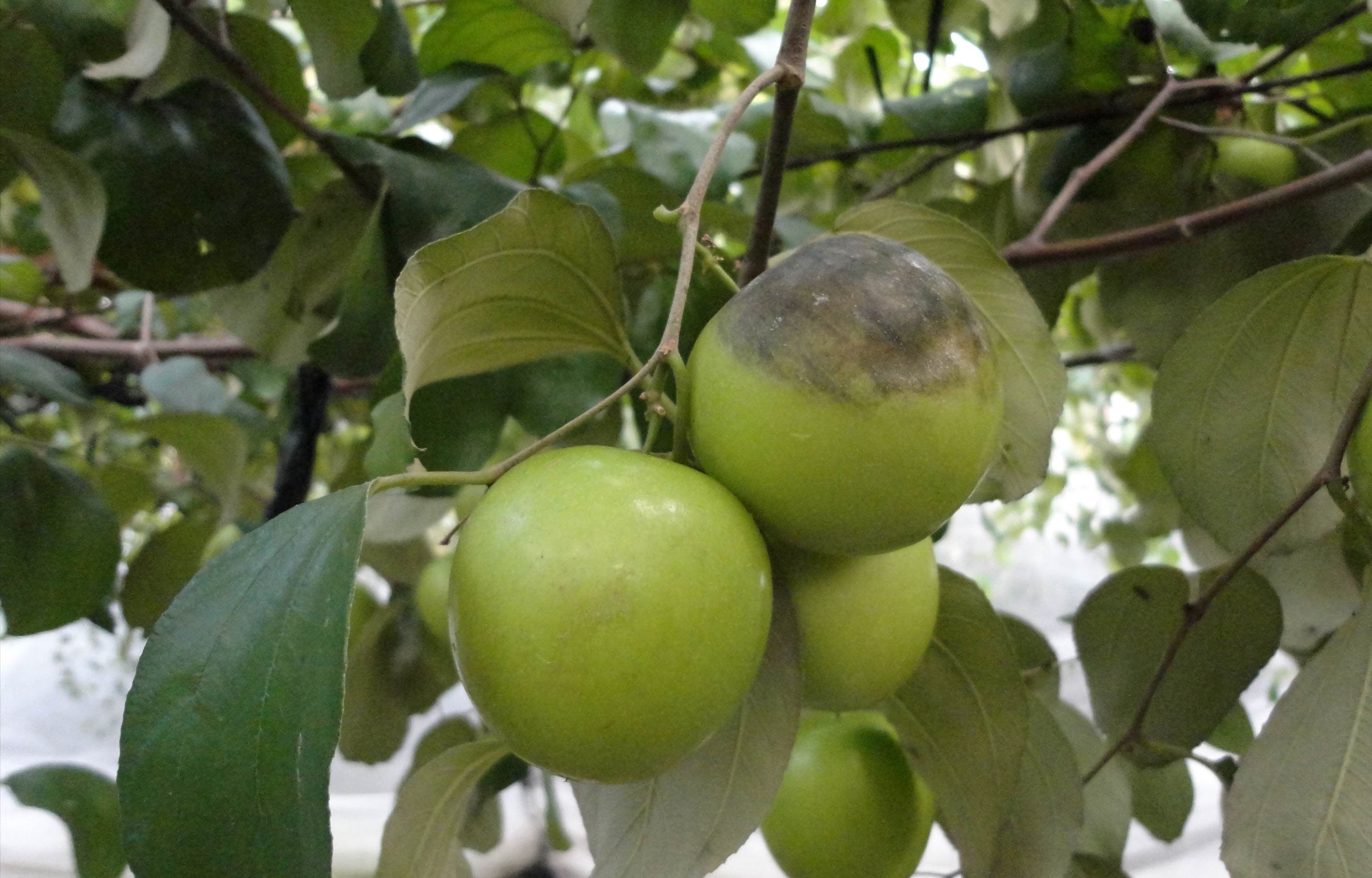 棗果實受疫病菌危害產生褐化病斑及白色菌絲
