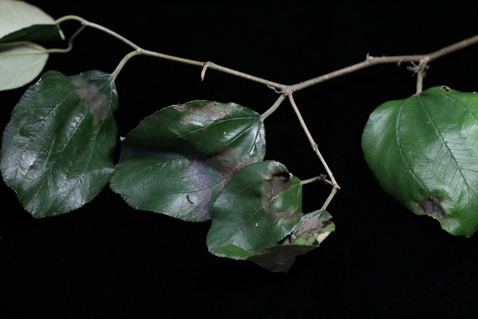 棗葉片受疫病菌感染後產生褐色不規則病斑