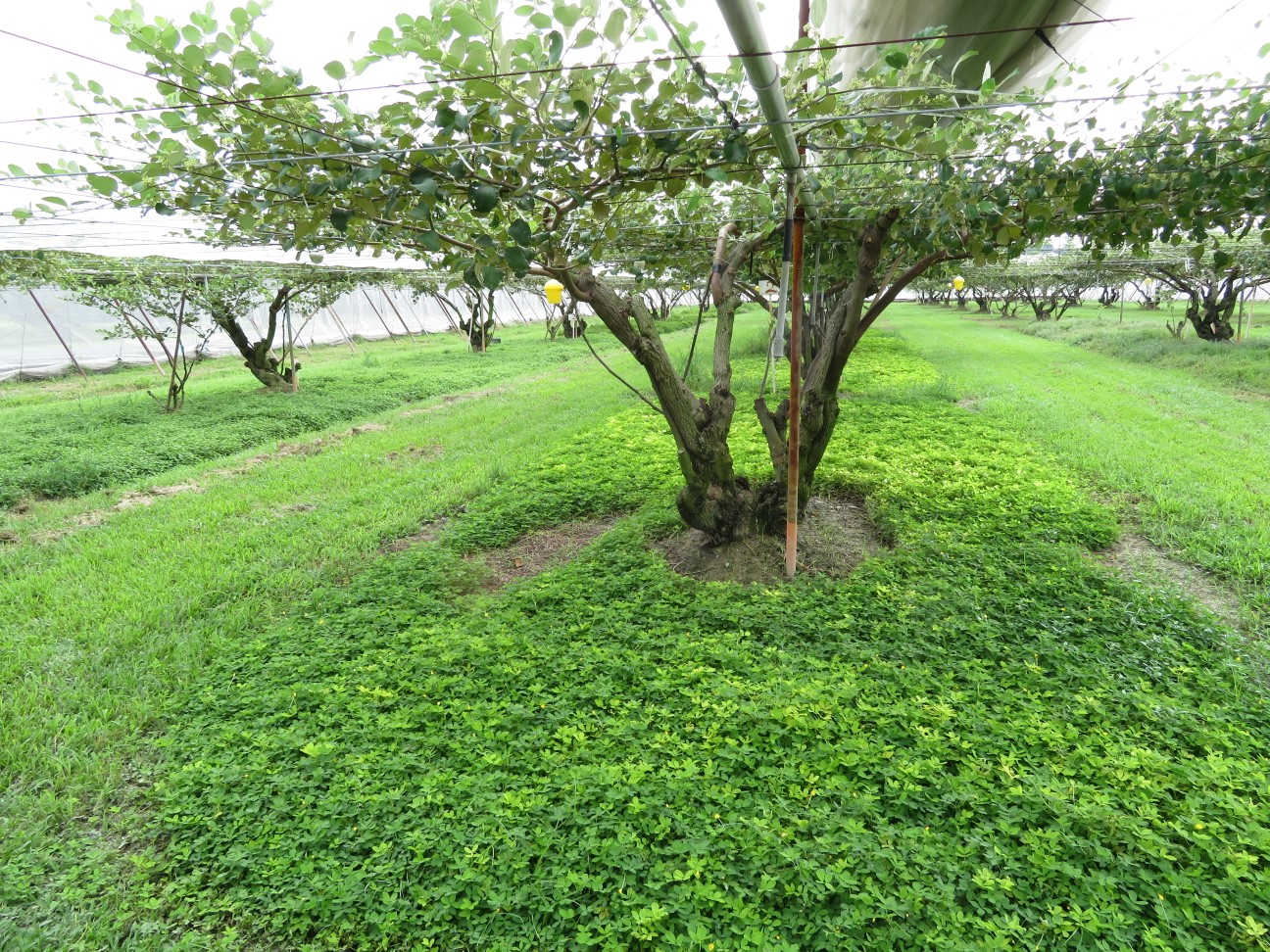 實施草生栽培可以減少棗疫病發生