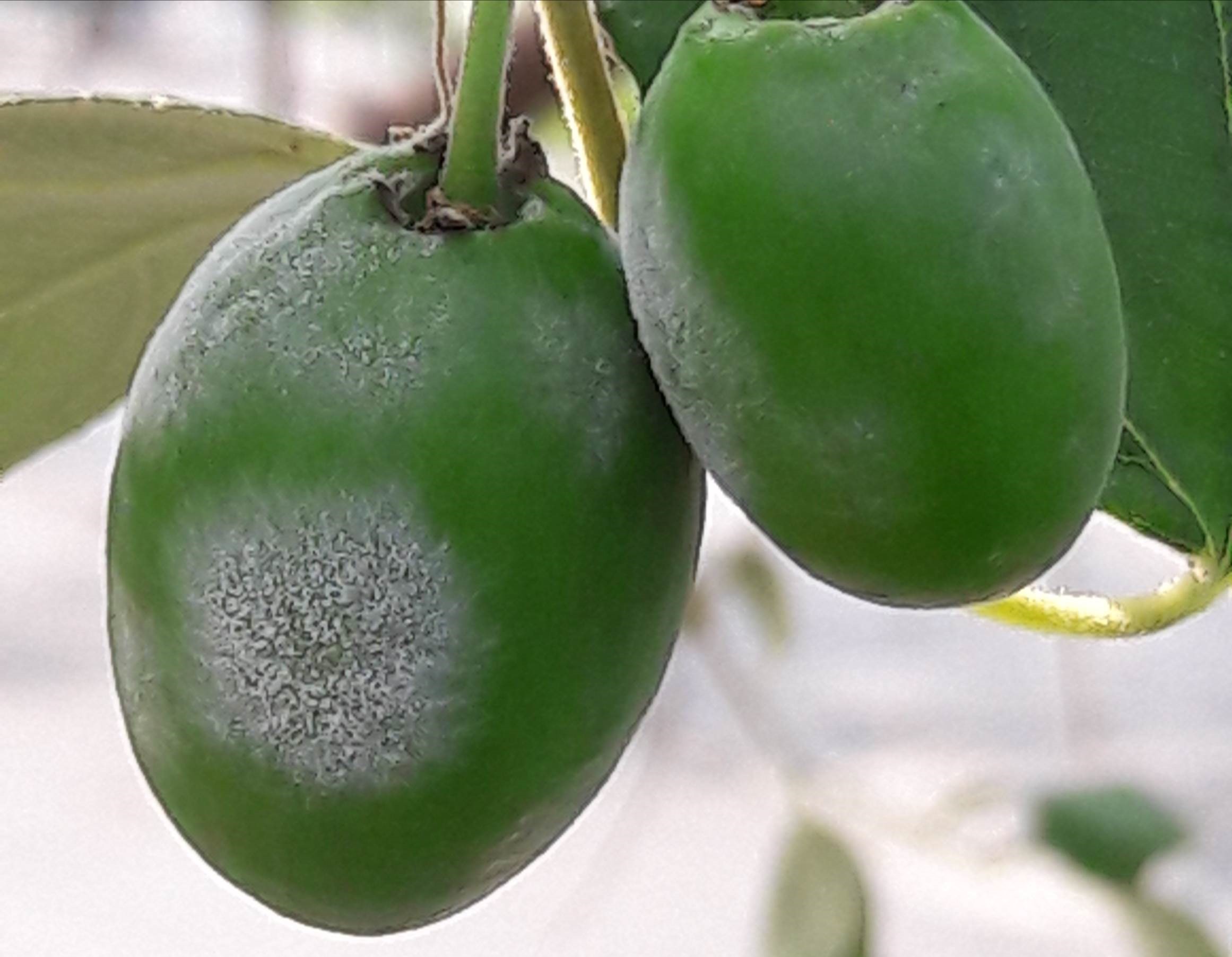 棗果實受白粉病感染部位會產生白色菌絲及分生孢子，猶如撒上一層麵粉般
