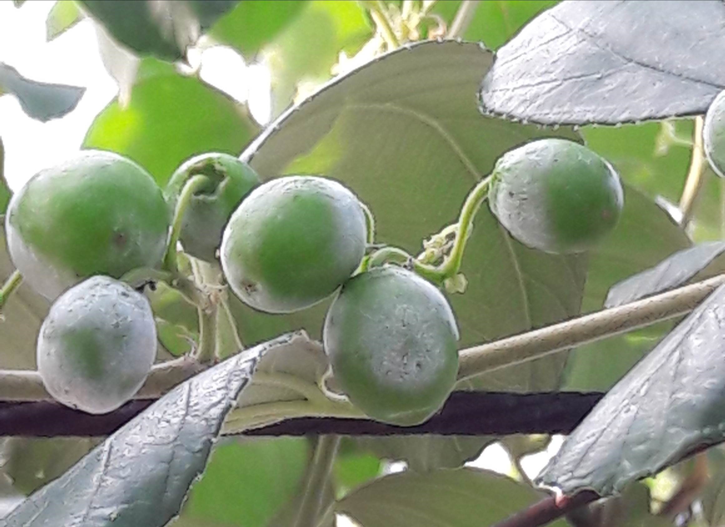 棗白粉病分生孢子易隨風飄散，造成大面積之傳播及危害