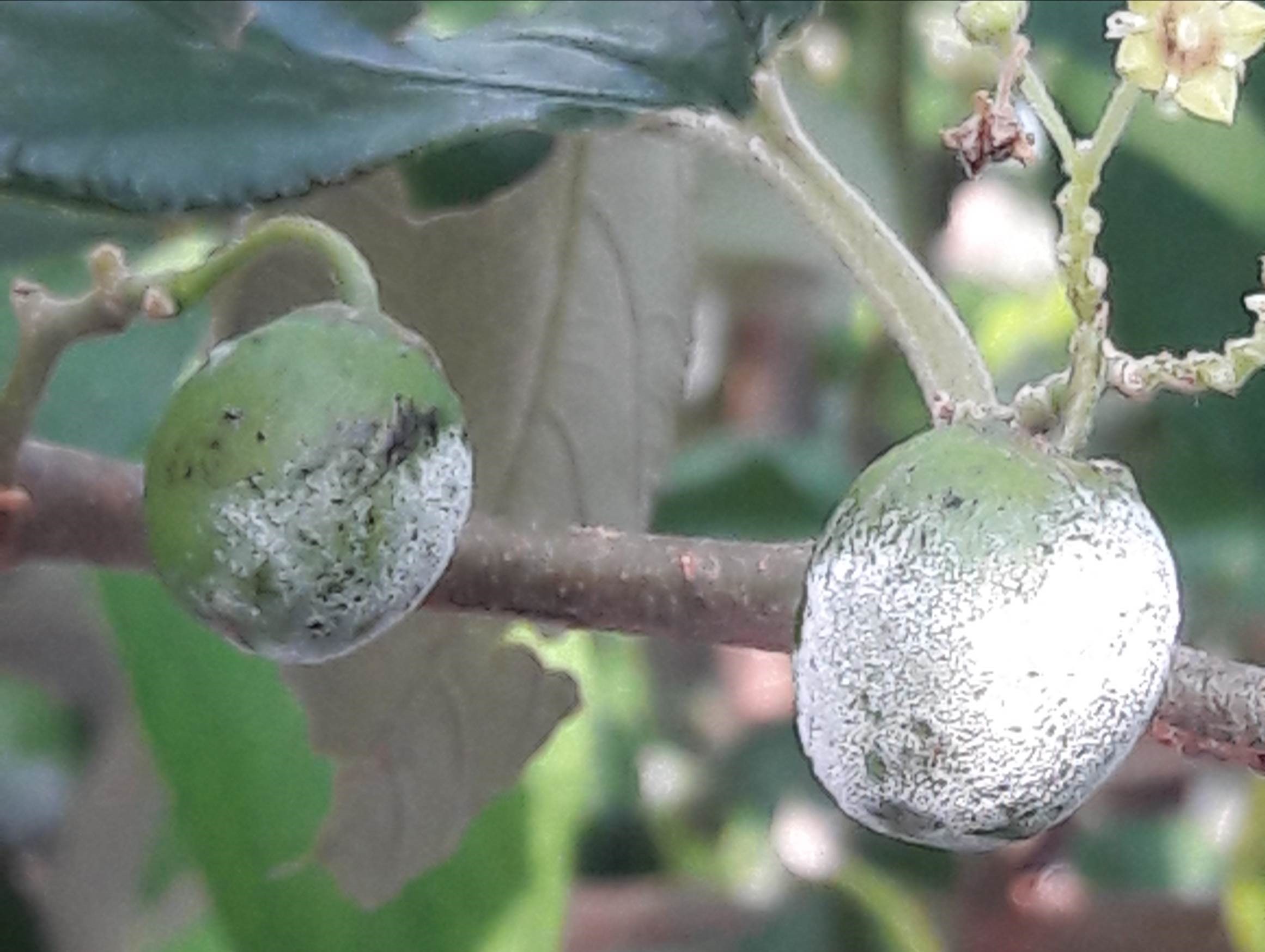 棗幼果受白粉病危害嚴重時易黑化及落果