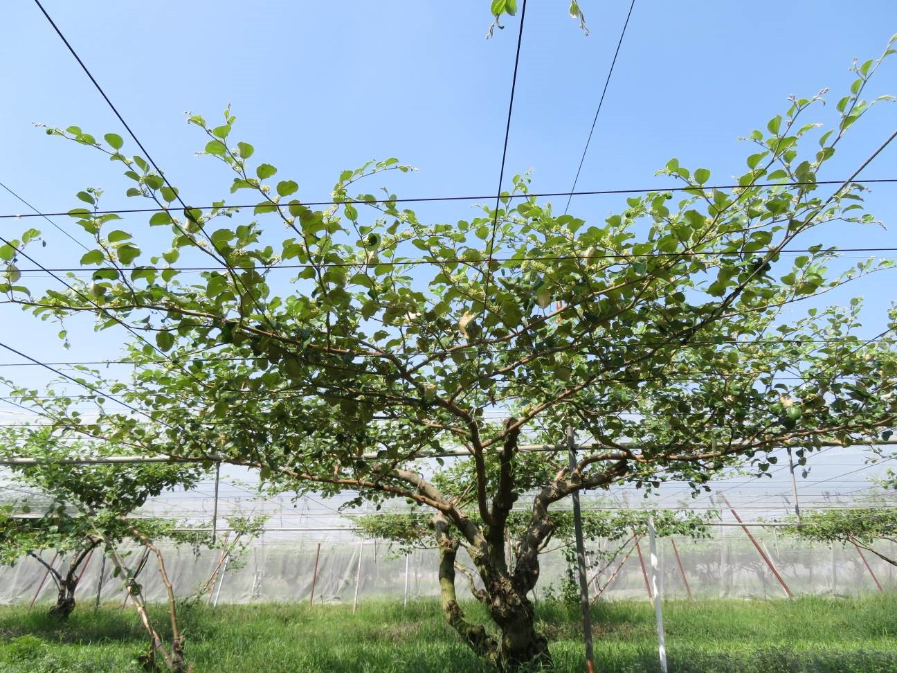 良好的整枝修剪可提高棗樹的通風性，降低白粉病發生機率