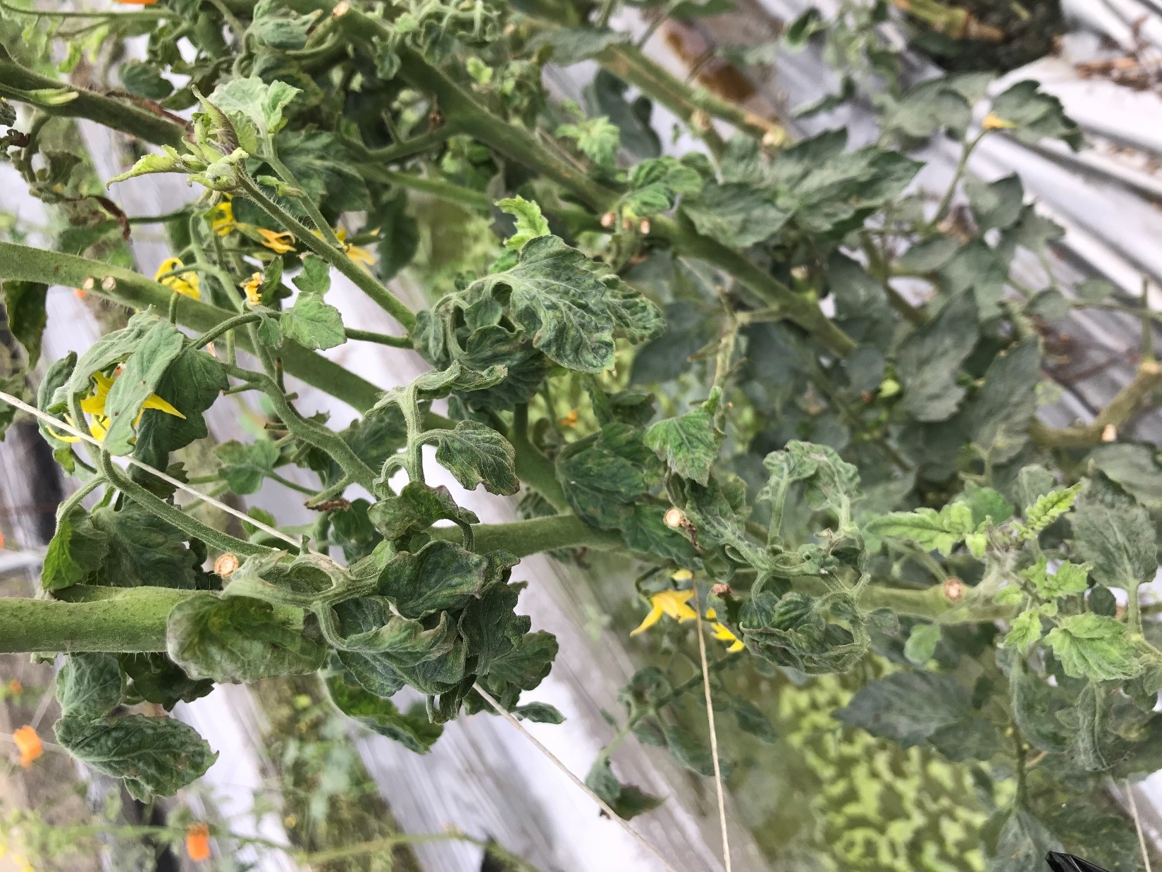 番茄植株罹染毒病害出現葉片捲曲及皺縮病徵