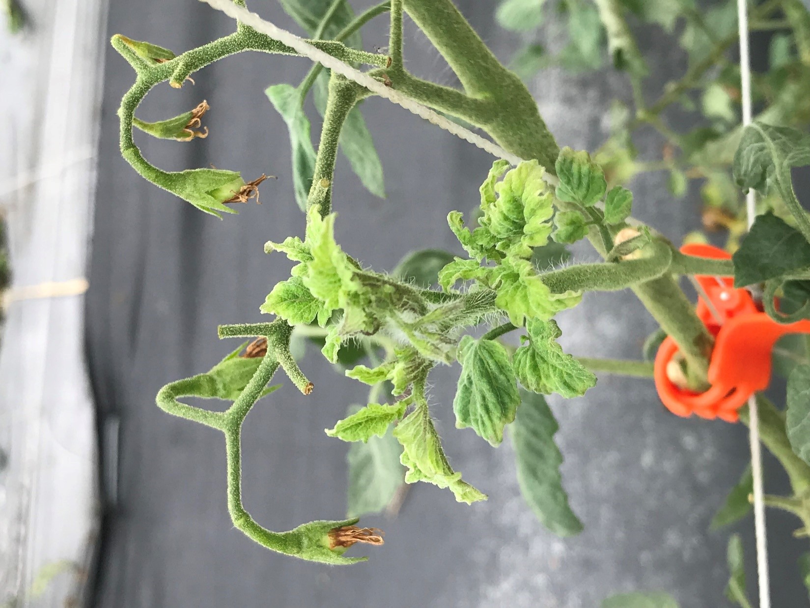 番茄植株罹染病毒病害造成花器發育異常