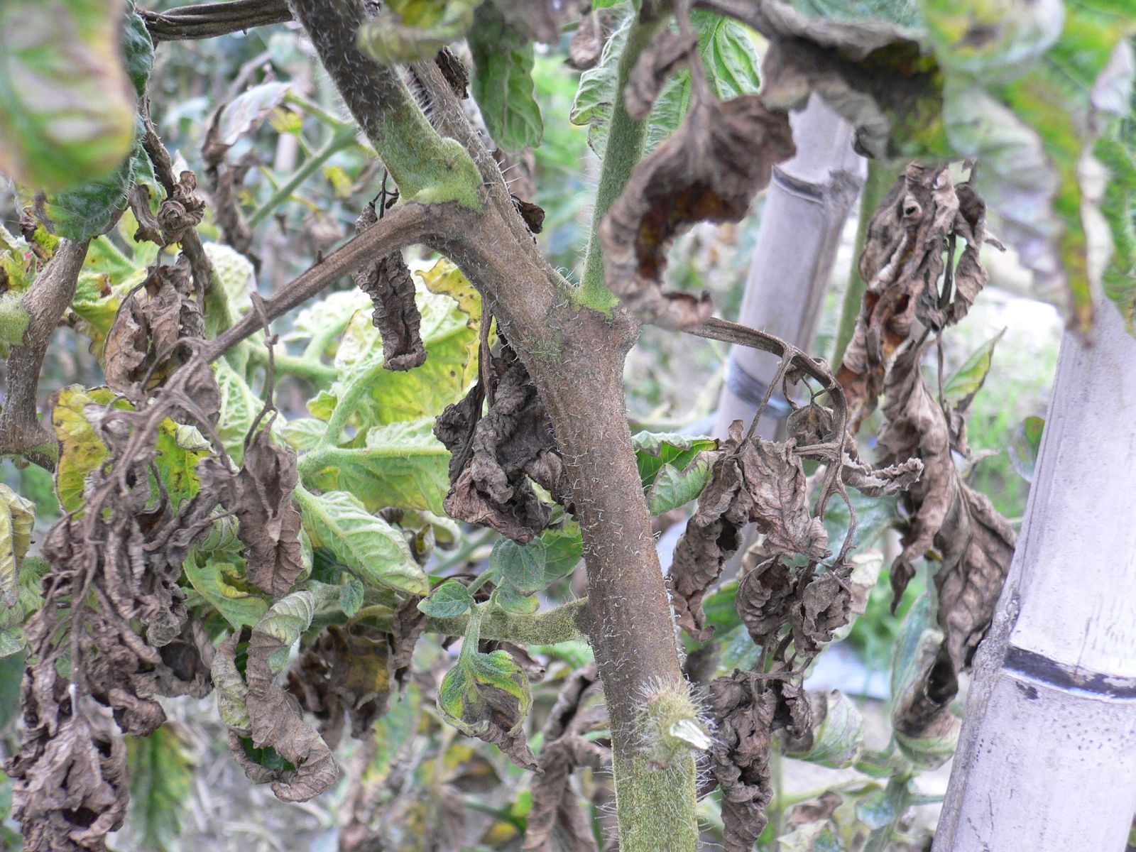 番茄莖部受晚疫病感染導致褐化(黑骨)