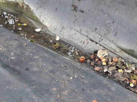 降雨後應加強田區排水，清除落葉及病果，避免病原孳生