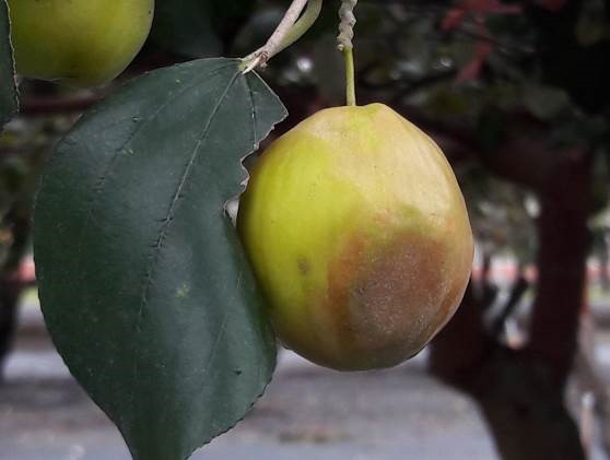 棗果實受害時果表出現褐色水浸狀斑點