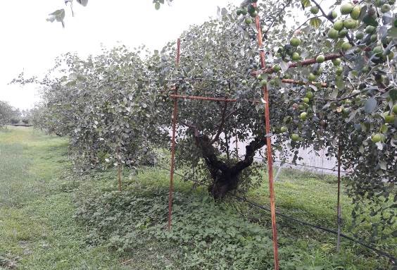 以竹竿架高結果位置可減少疫病發生機會