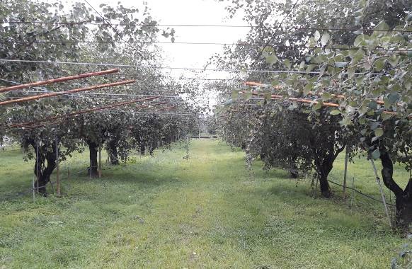 實施草生栽培可以減少棗疫病發生