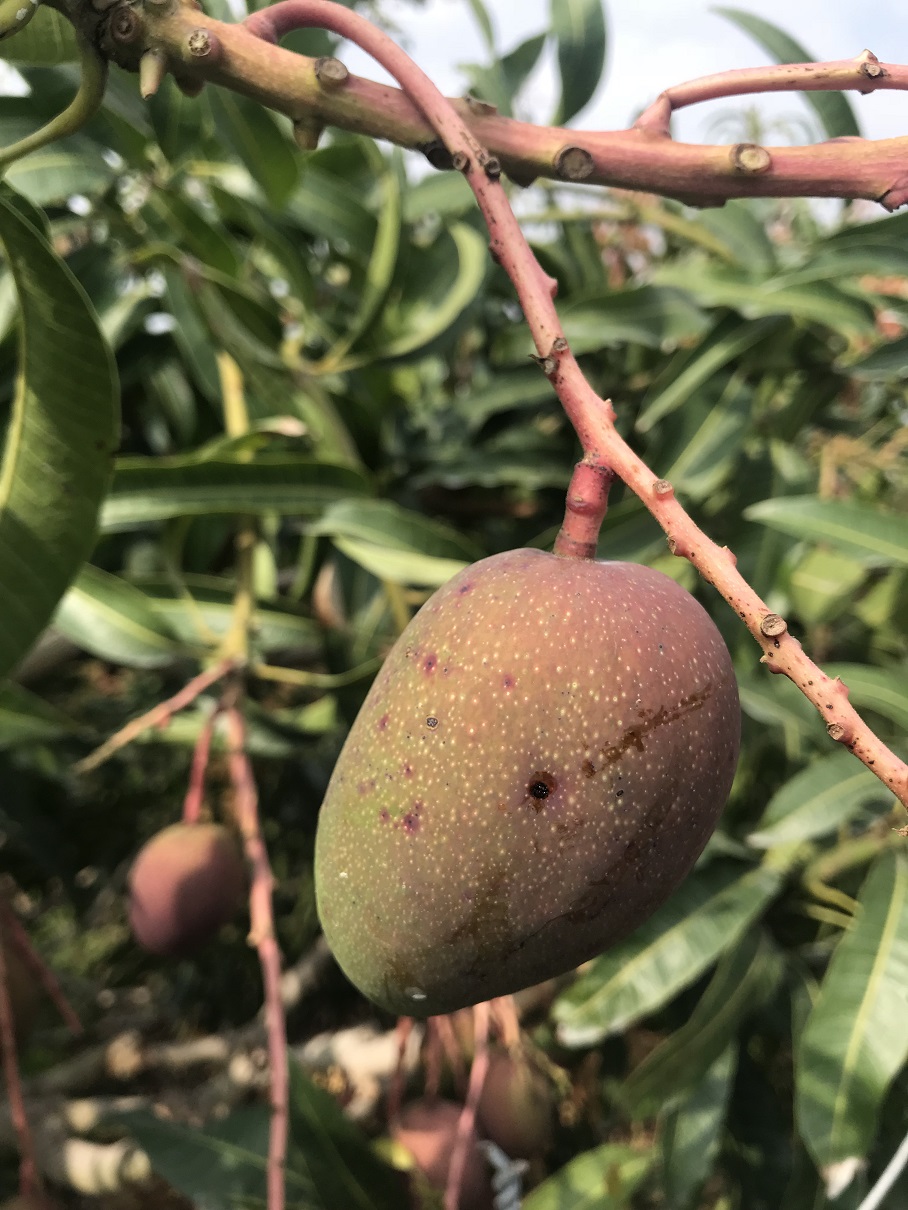 芒果炭疽病(點狀紅斑處)及黑斑病(黑斑流膠處)危害小果