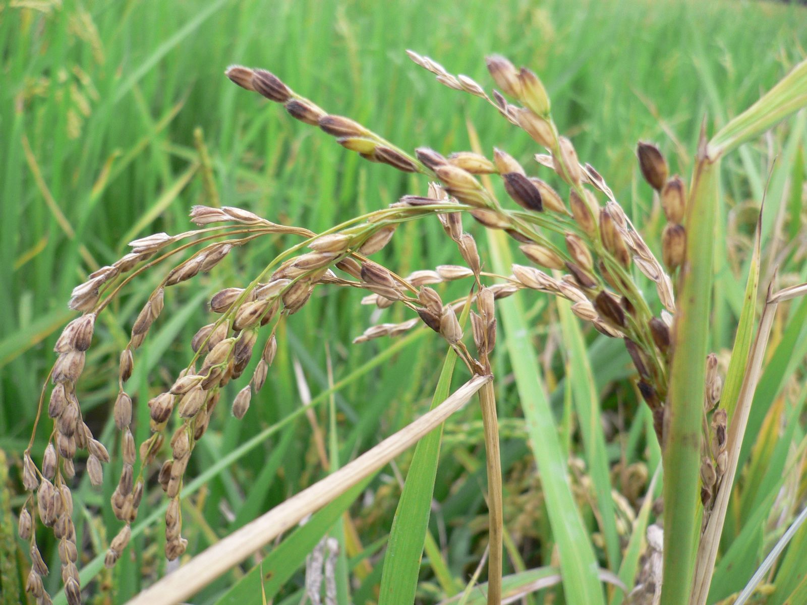 穗頸稻熱病造成整穗彎折乾枯，俗稱「吊穗」或「吊狗」