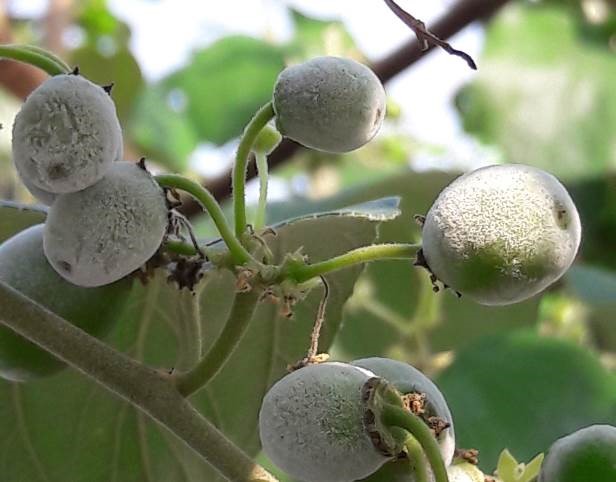 棗白粉病分生孢子易隨風飄散，造成大面積之傳播及危害