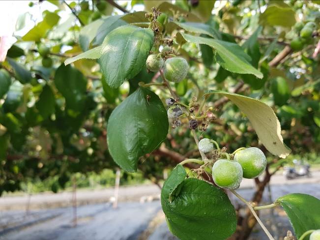 棗果實受白粉病危害嚴重時易黑化甚至落果