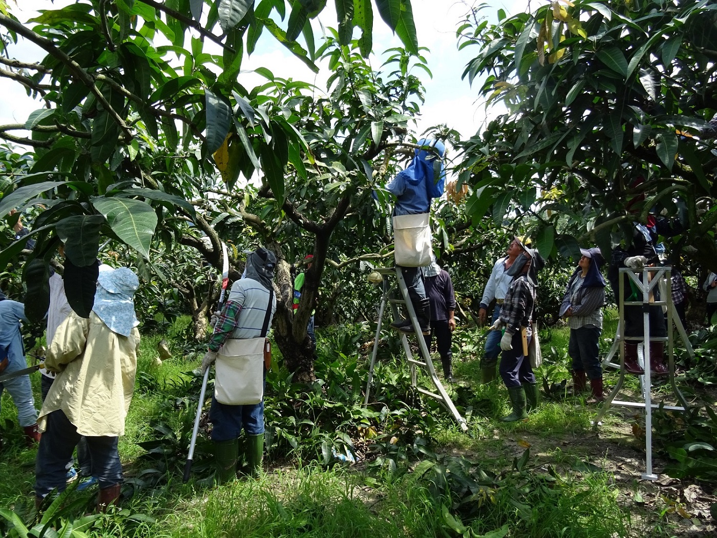 農業師傅芒果整枝修剪實務操作訓練