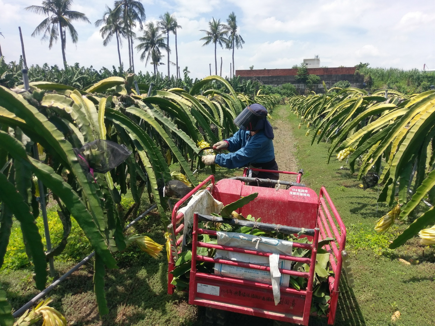 農業師傅劉蕾蕾小姐協助紅龍果疏花工作