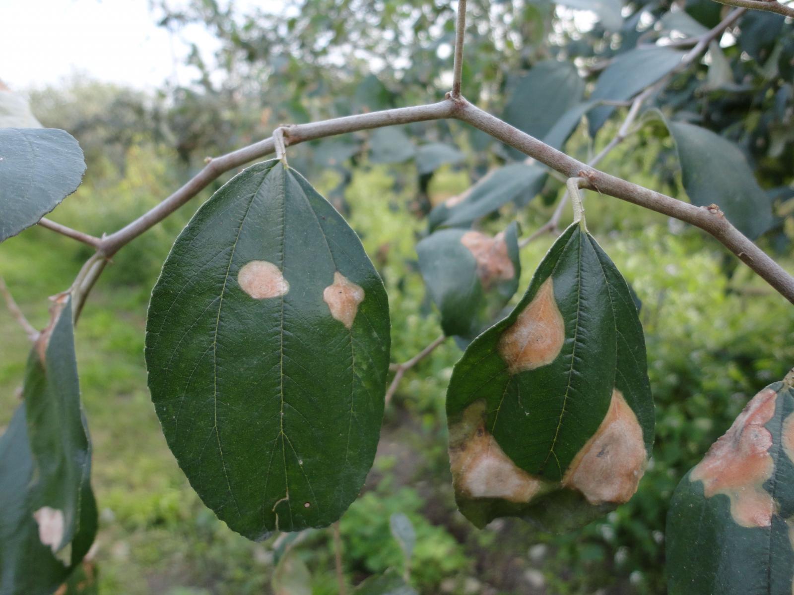 輪斑病主要發生在葉片,被感染之葉片產生輪紋狀灰褐色大型之病斑