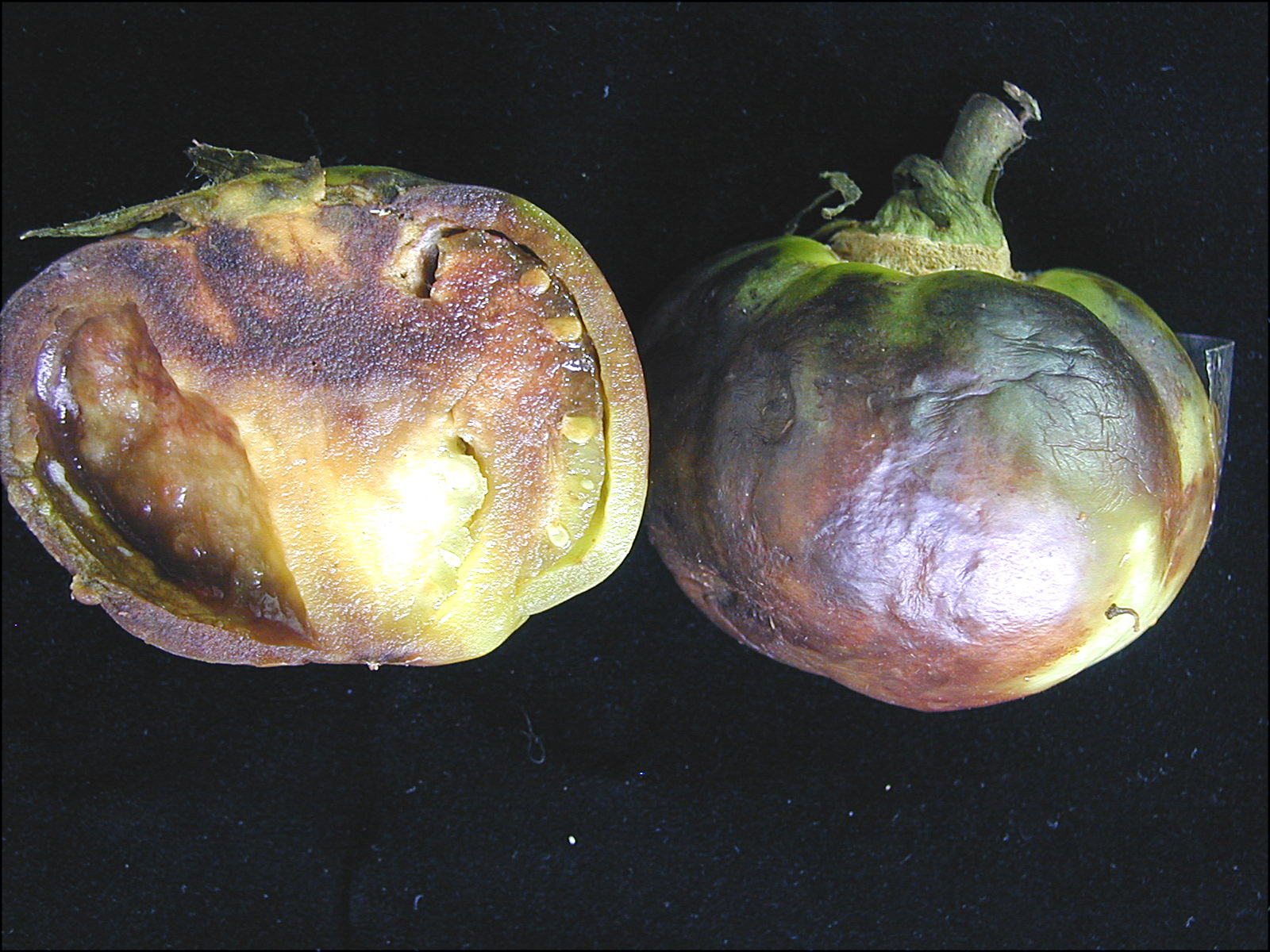 受番茄晚疫病危害之果實呈黑褐色水浸狀斑塊,果肉組織褐化