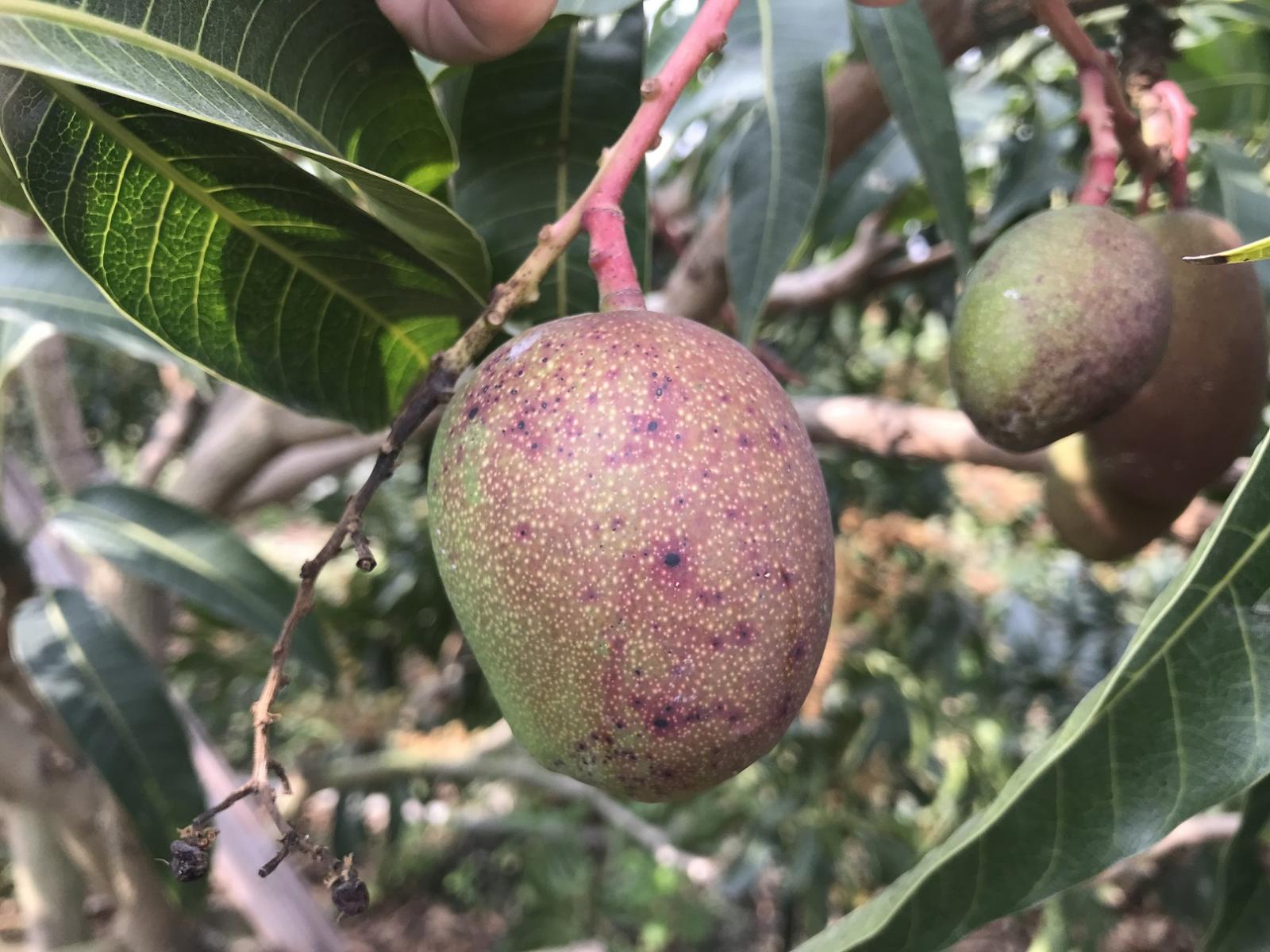 芒果炭疽病於未成熟果實上初期呈紅點病徵