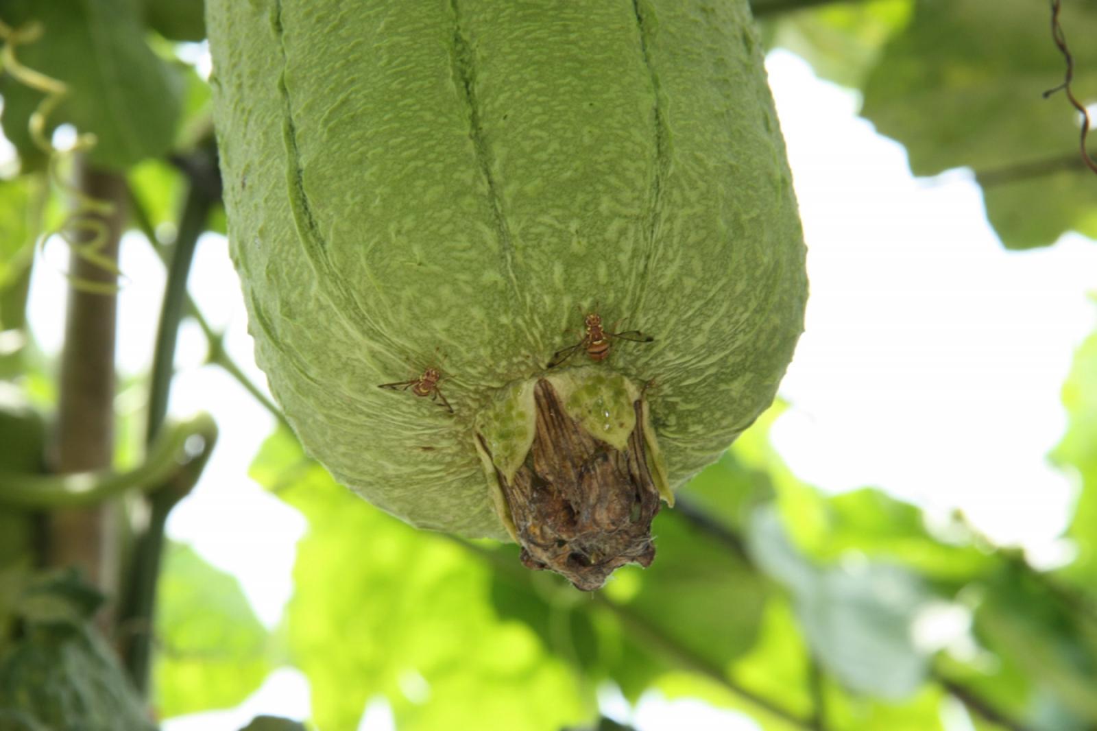 絲瓜上的瓜實蠅