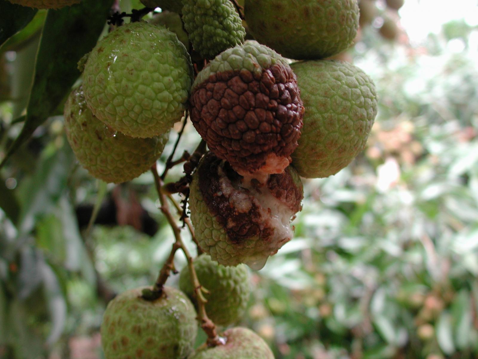 荔枝果實罹患酸腐病，出現褐色水浸狀之病斑並造成裂果。
