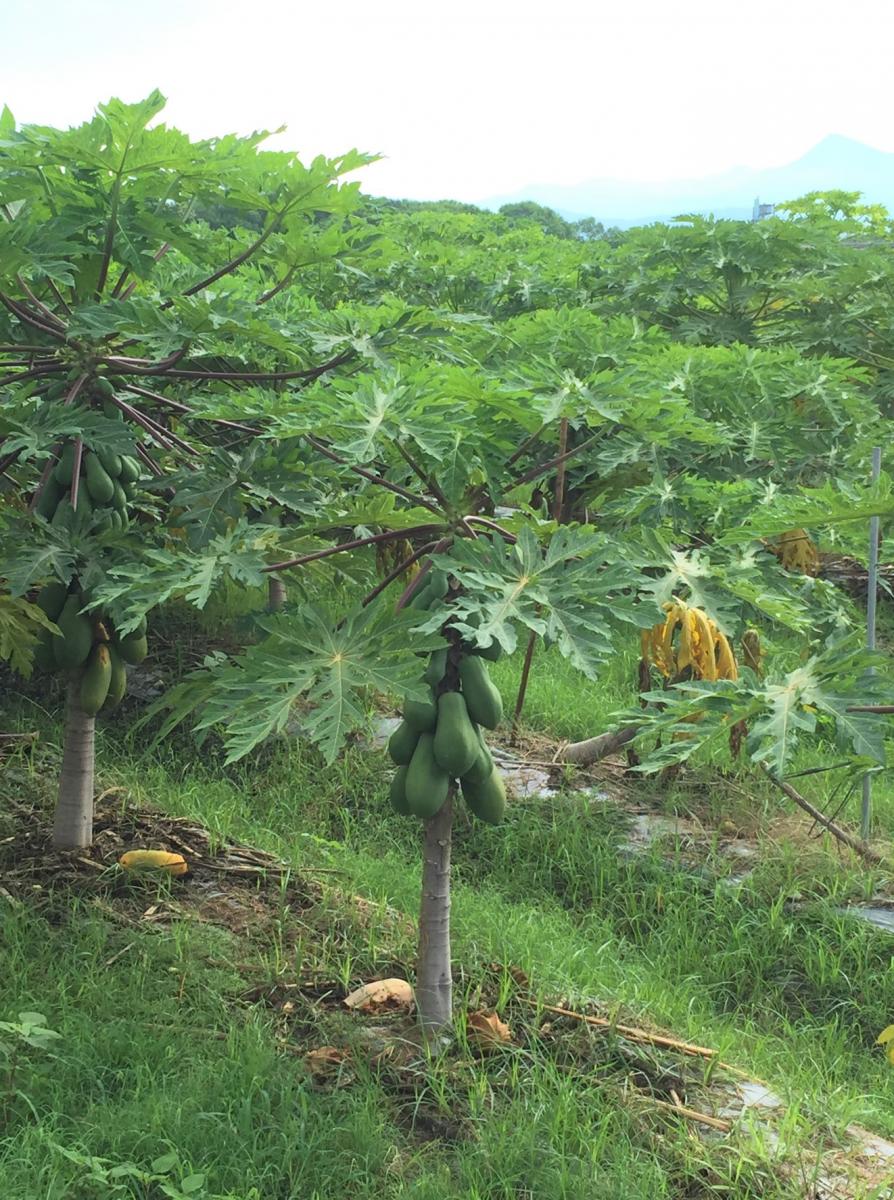 適時清除落葉落果，加強清園是病害防治首要工作。