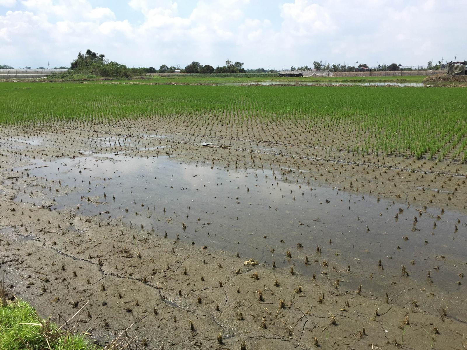 水稻田遭淹沒後可能造成稻株死亡，應維持排水系統暢通，避免積水情形。