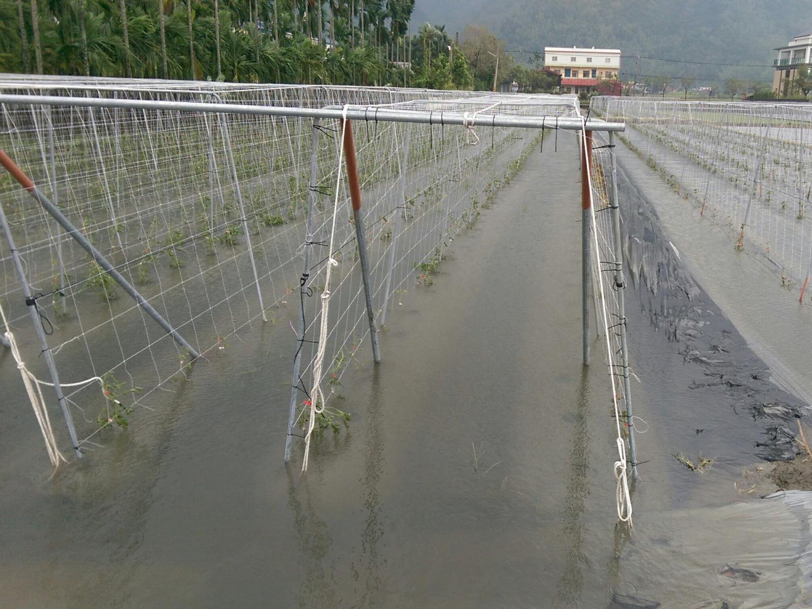 颱風豪雨期間及過後需特別注意田間排水工作，避免積水。