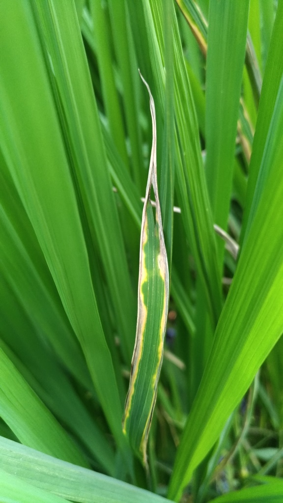 颱風過後可能導致水稻白葉枯病發生