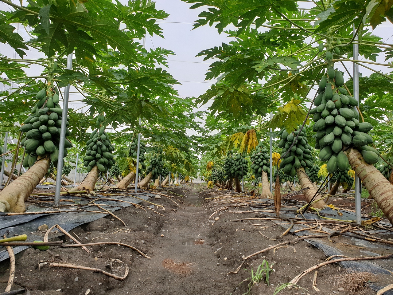 整合性木瓜穩定生產防減災技術，可有效降低災損。